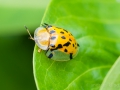 Indonesien__DSC4344-1_16_01
