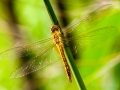 Indonesien__DSC4379_01