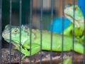 Indonesien__DSC3932_01