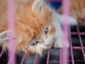 Indonesien__DSC3940_01