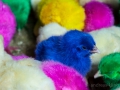 Indonesien__DSC3966_01