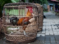Indonesien__DSC3982_01